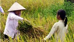 Mùa gặt